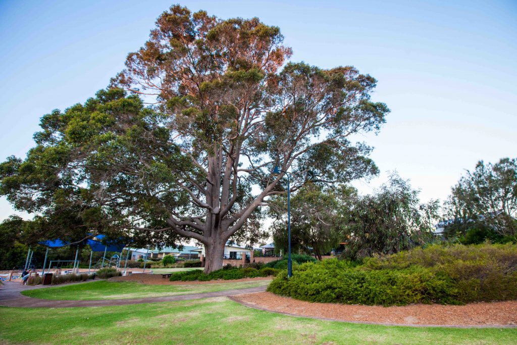 mallee tree